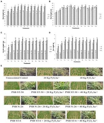 Relative multi-beneficial effect of MOs on plant health of chickpea (Cicer arietinum L. var. PG-186)